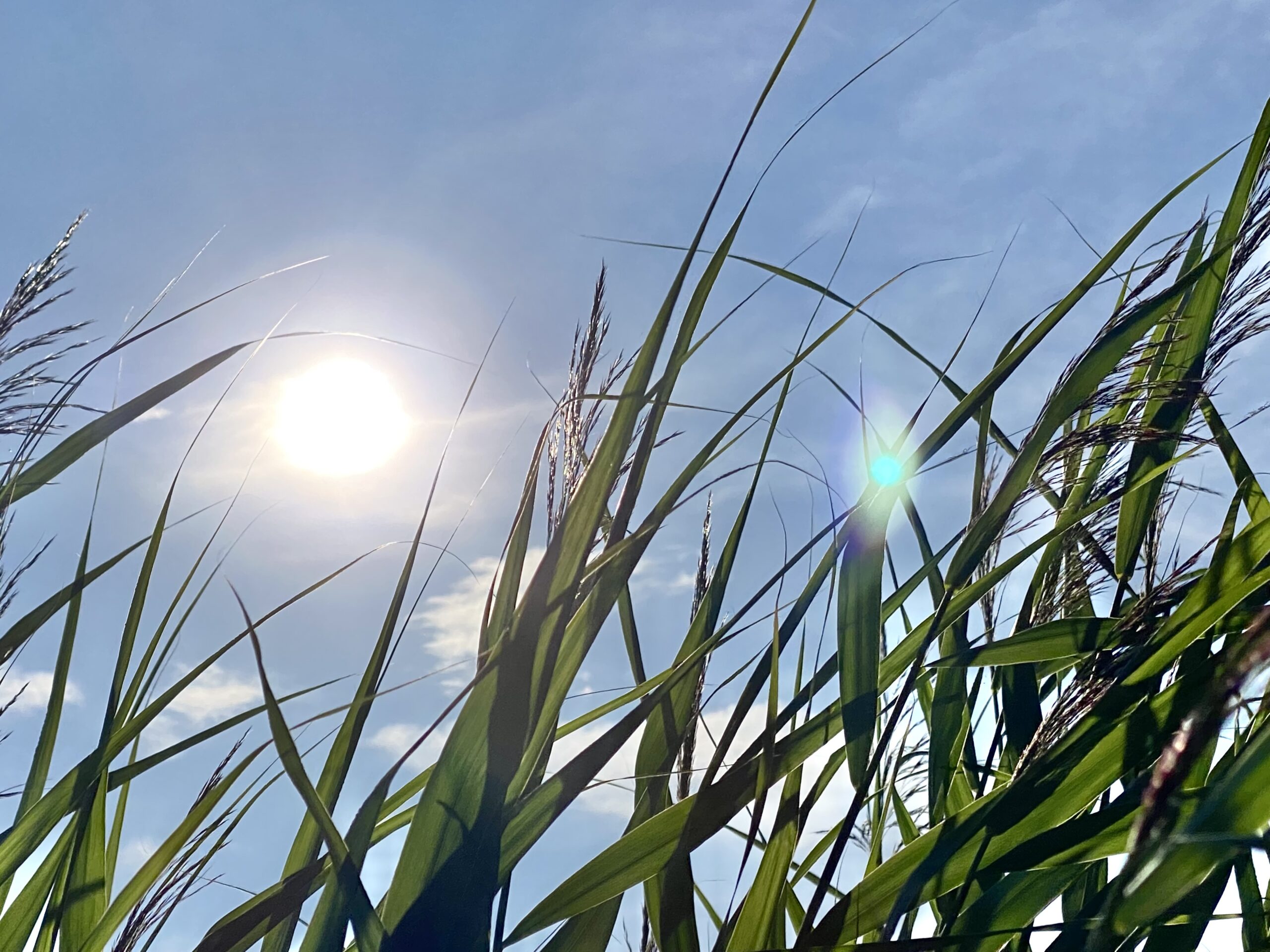 Bilde av grønne siv mot blå himmel med sol.