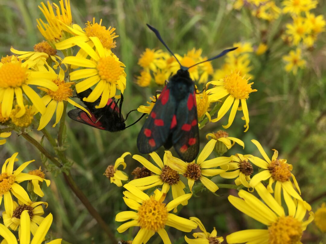 Blomster til nettsidesak sommer 2022