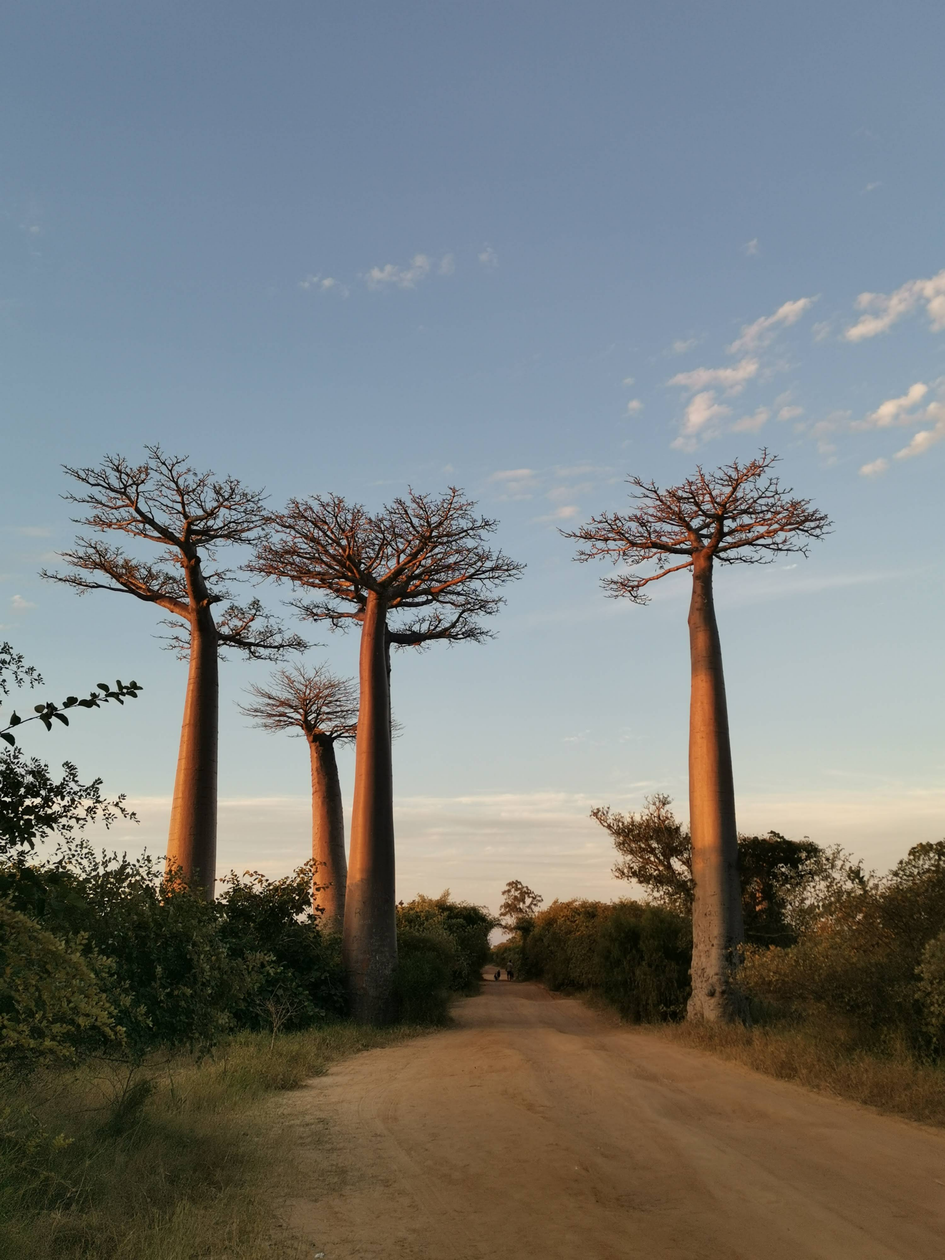 Vest-Madagaskar er hjem til de verdenskjente baobab-trærne. De kan bli over 1000 år gamle. Her fra regionen Menabe.