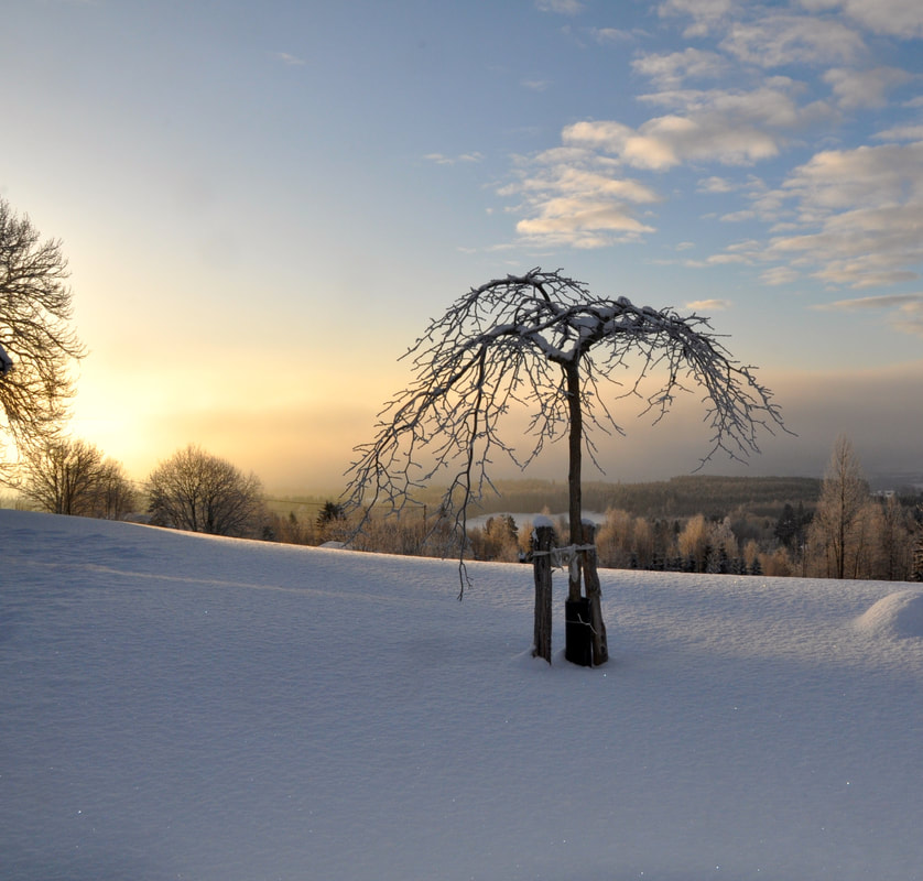 Høgsveen vinter